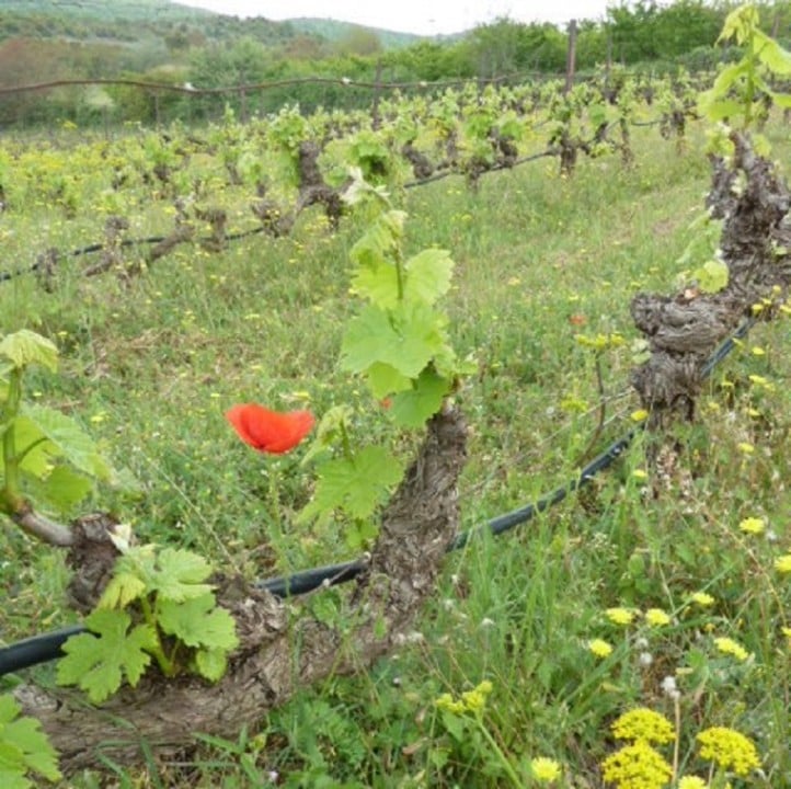 ドメーヌ・ティミオプロス / マケドニア　ヤング・ヴァインズ・クシノマヴロ 2022