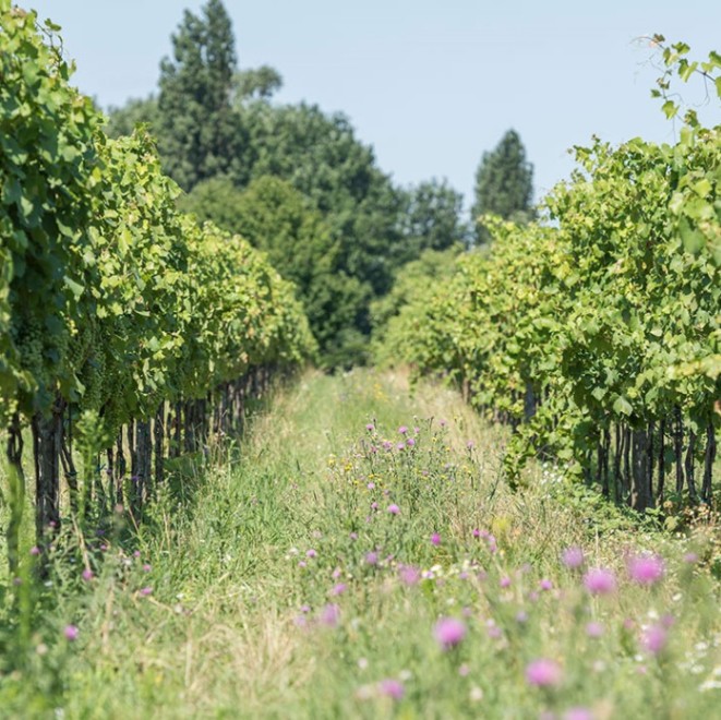 クリスチャン・チダ / ヒンメル・アウフ・エアデン ロゼ 2022 *お一人様1本まで