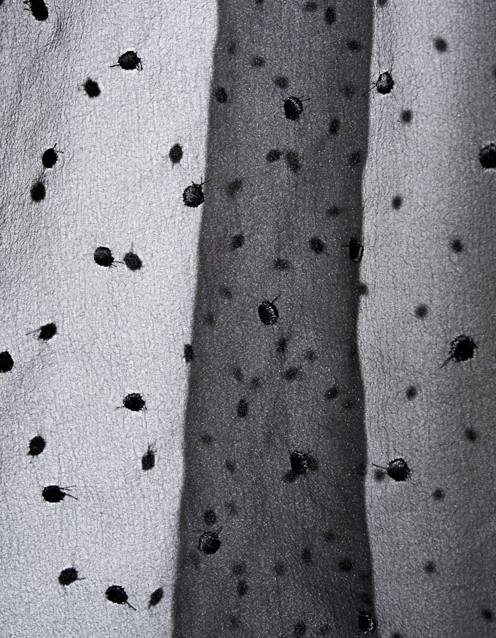 Dot Embroidery Sheer Skirt / black