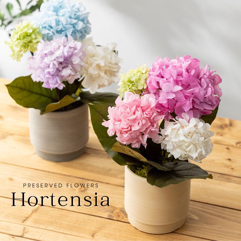 プリザーブドフラワー 『hortensia オルタンシア』