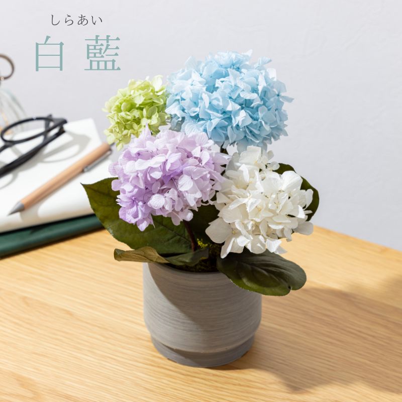 プリザーブドフラワー 『hortensia オルタンシア』