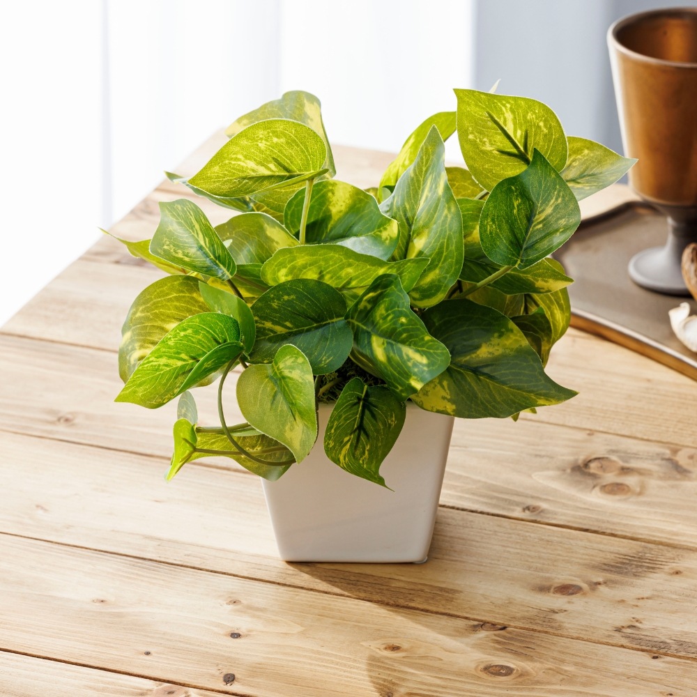 『造花 Pothos ポトス』