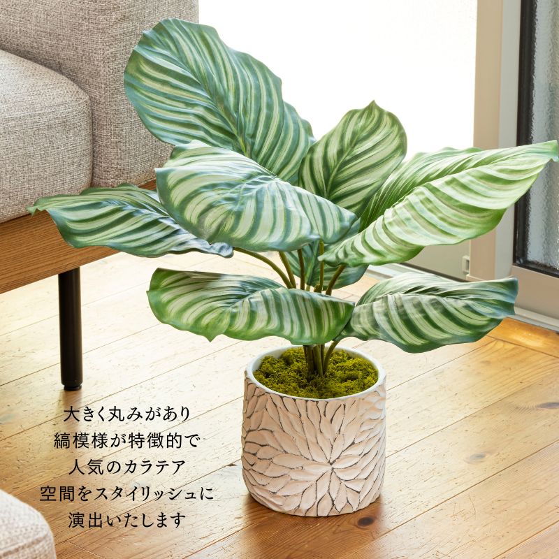 造花 観葉植物  『Calathea カラテア』
