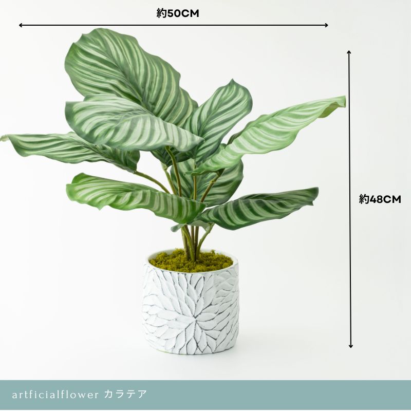 造花 観葉植物  『Calathea カラテア』