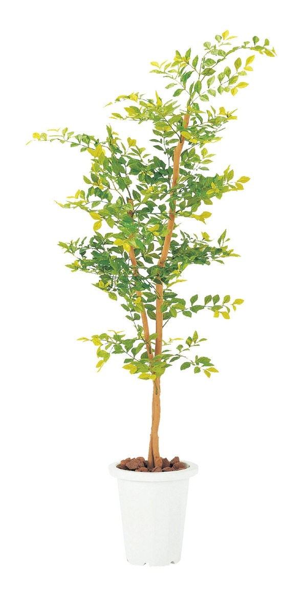 ゴールデンリーフ