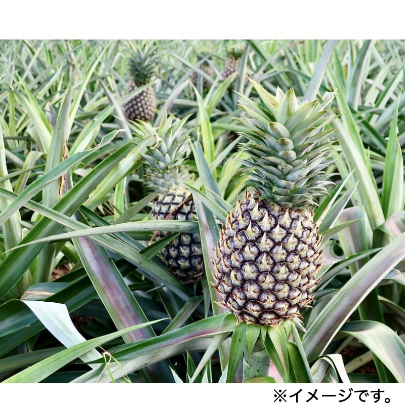 琉貿果実苑］沖縄県産 パイン 1玉化粧箱入 PINE1 | 2026お中元 | RYUBO