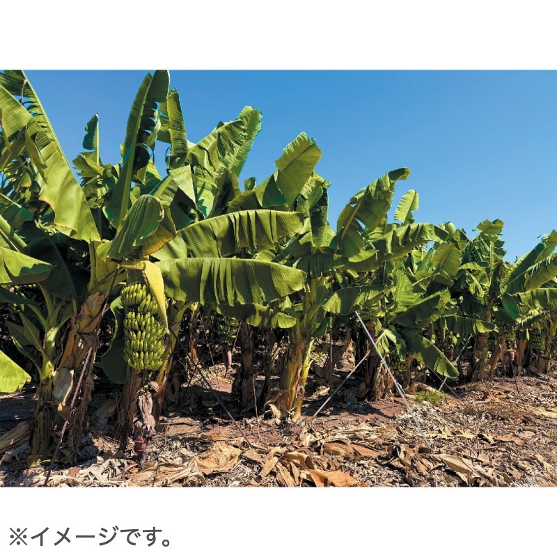 苫小牧バナナ】動作品☆au/Apple/アップル iPhone6 Plus シルバー 苫小牧バナナ】動作品☆au/Apple/アップル iPhone6 Plus シルバー