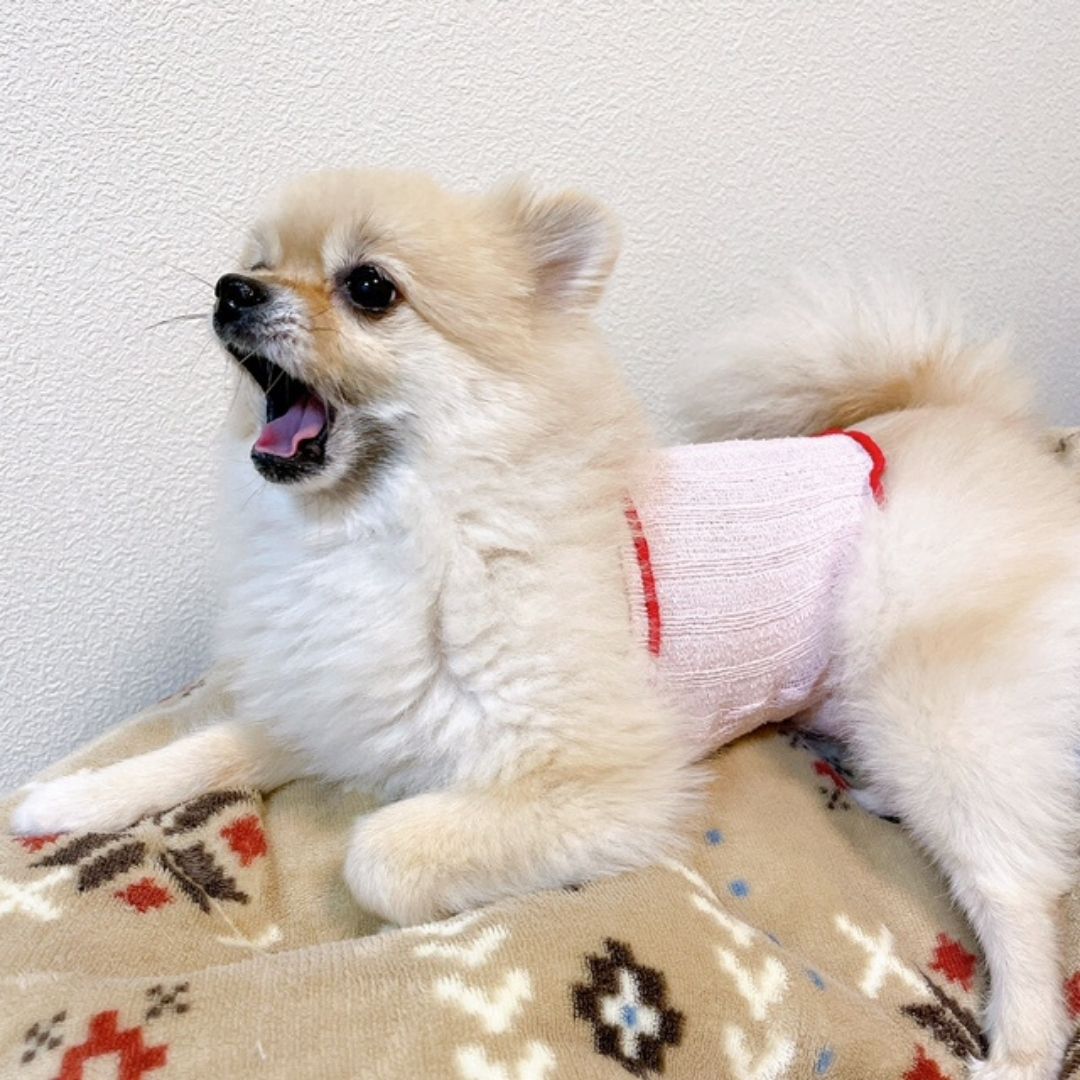 ❤犬　腹巻　シルクピンクM1枚　シルクブラックM1枚　グレーＬ1枚 シルク腹巻2枚セット-[ミッシーリスト]