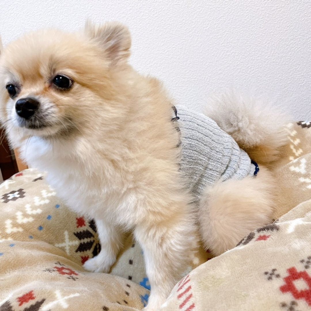 ふんわりフィットのシルク腹巻き Mサイズ 中型犬用 腹巻 シルク 日本製 ペット