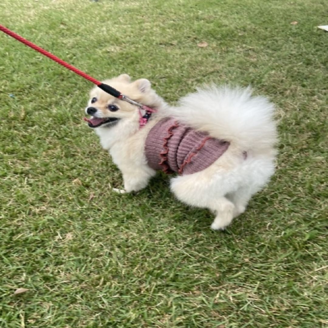 ふんわりフィットのシルク腹巻き Mサイズ 中型犬用 腹巻 シルク 日本製 ペット