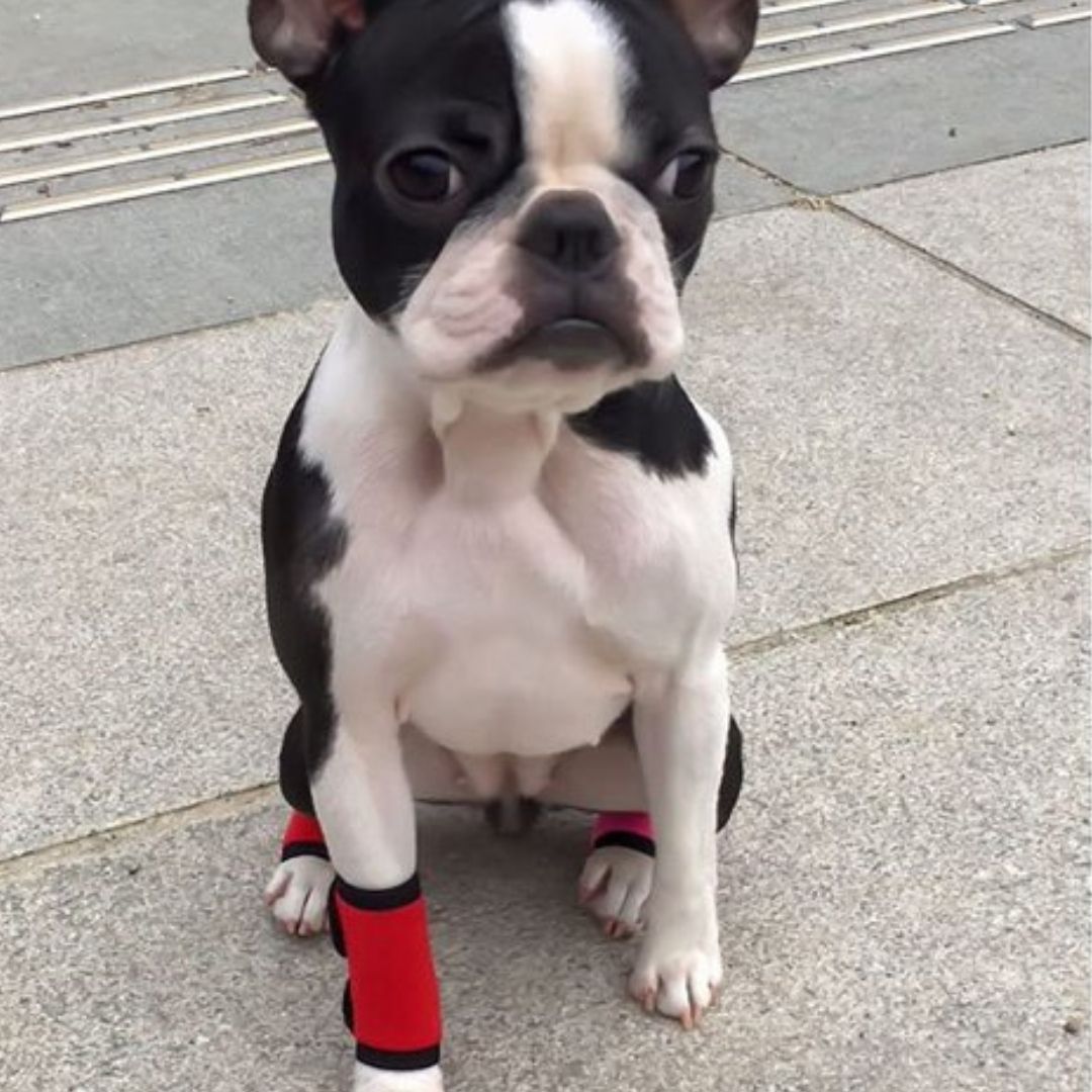 ホッとドッグサポーター(スタンダード) SSサイズ Sサイズ 両足兼用 犬