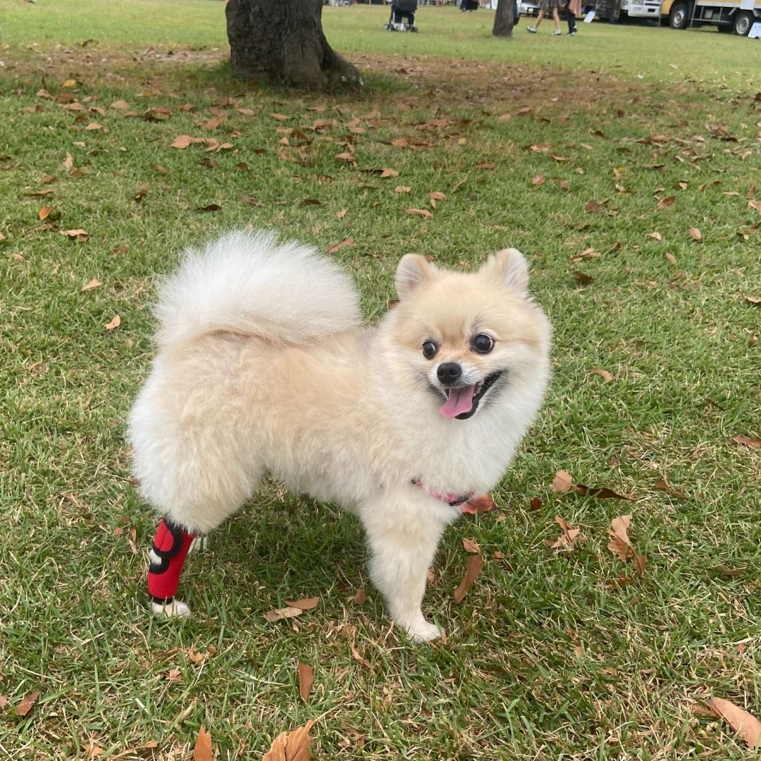 ホッとドッグサポーター(スタンダード) SSサイズ Sサイズ 両足兼用 犬用サポーター ケガ予防