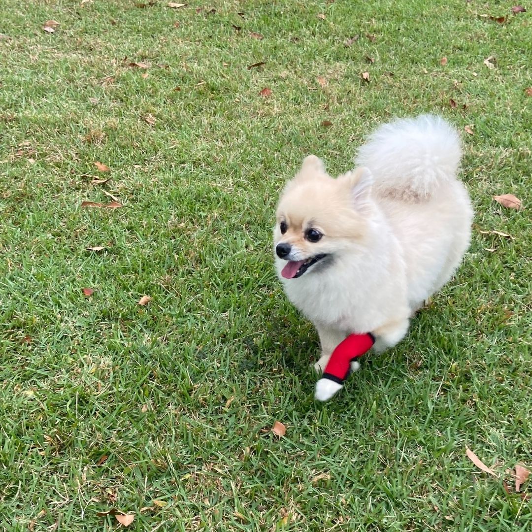 ホッとドッグサポーター(ロング) Mサイズ Lサイズ 両足兼用 犬用サポーター ケガ予防