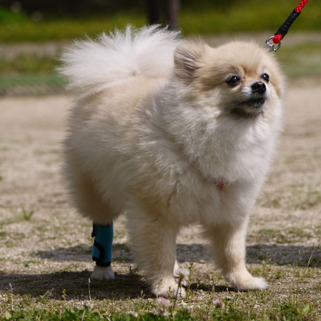 ホッとドッグサポーター(Ti-α) SSサイズ Sサイズ 両足兼用 断熱チタン素材 犬用サポーター ケガ予防