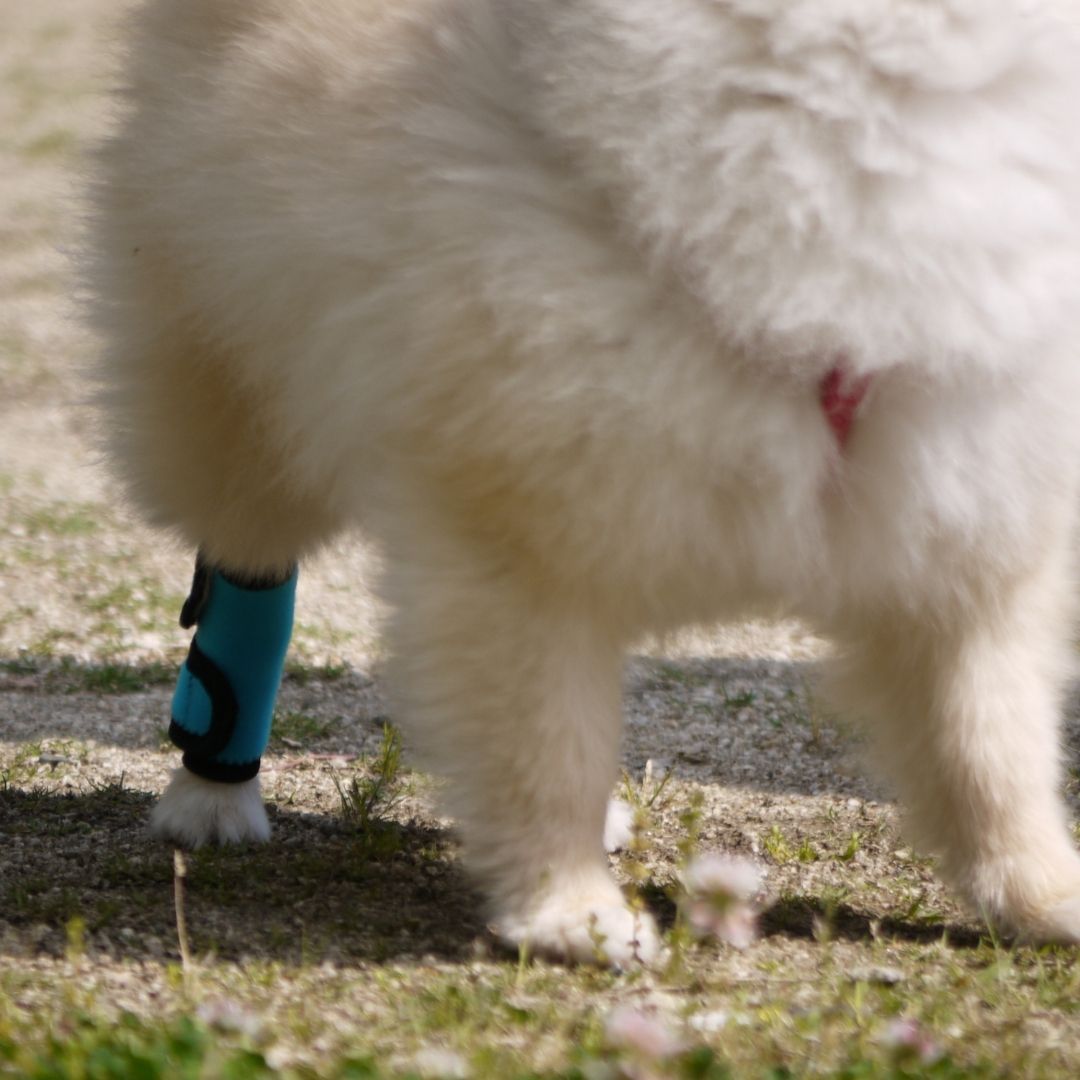 ホッとドッグサポーター(Ti-α) SSサイズ Sサイズ 両足兼用 断熱チタン素材 犬用サポーター ケガ予防