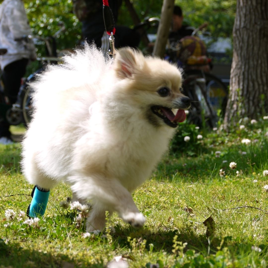 ホッとドッグサポーター(Ti-α) SSサイズ Sサイズ 両足兼用 断熱チタン素材 犬用サポーター ケガ予防