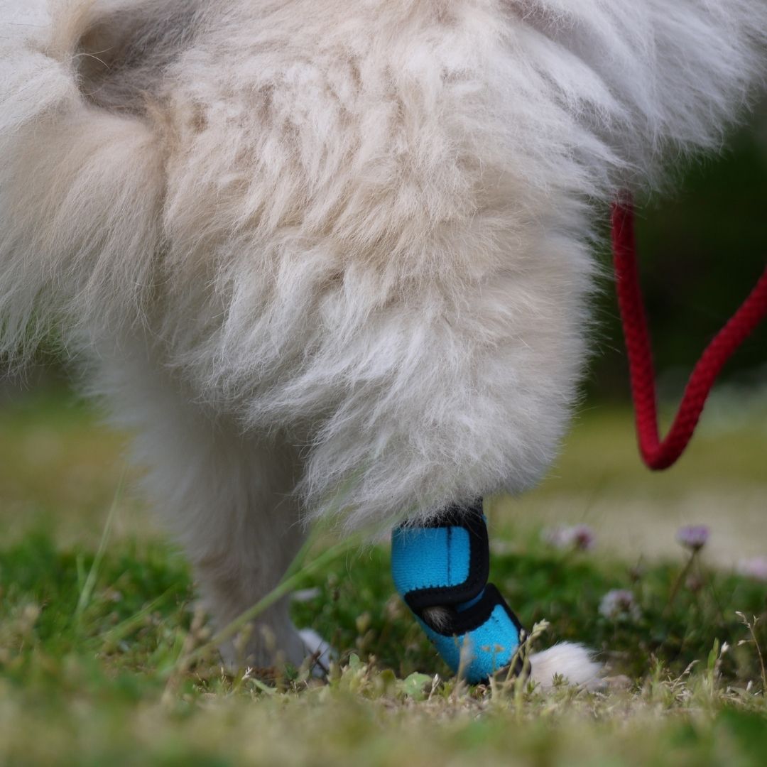 ホッとドッグサポーター(Ti-α) SSサイズ Sサイズ 両足兼用 断熱チタン素材 犬用サポーター ケガ予防