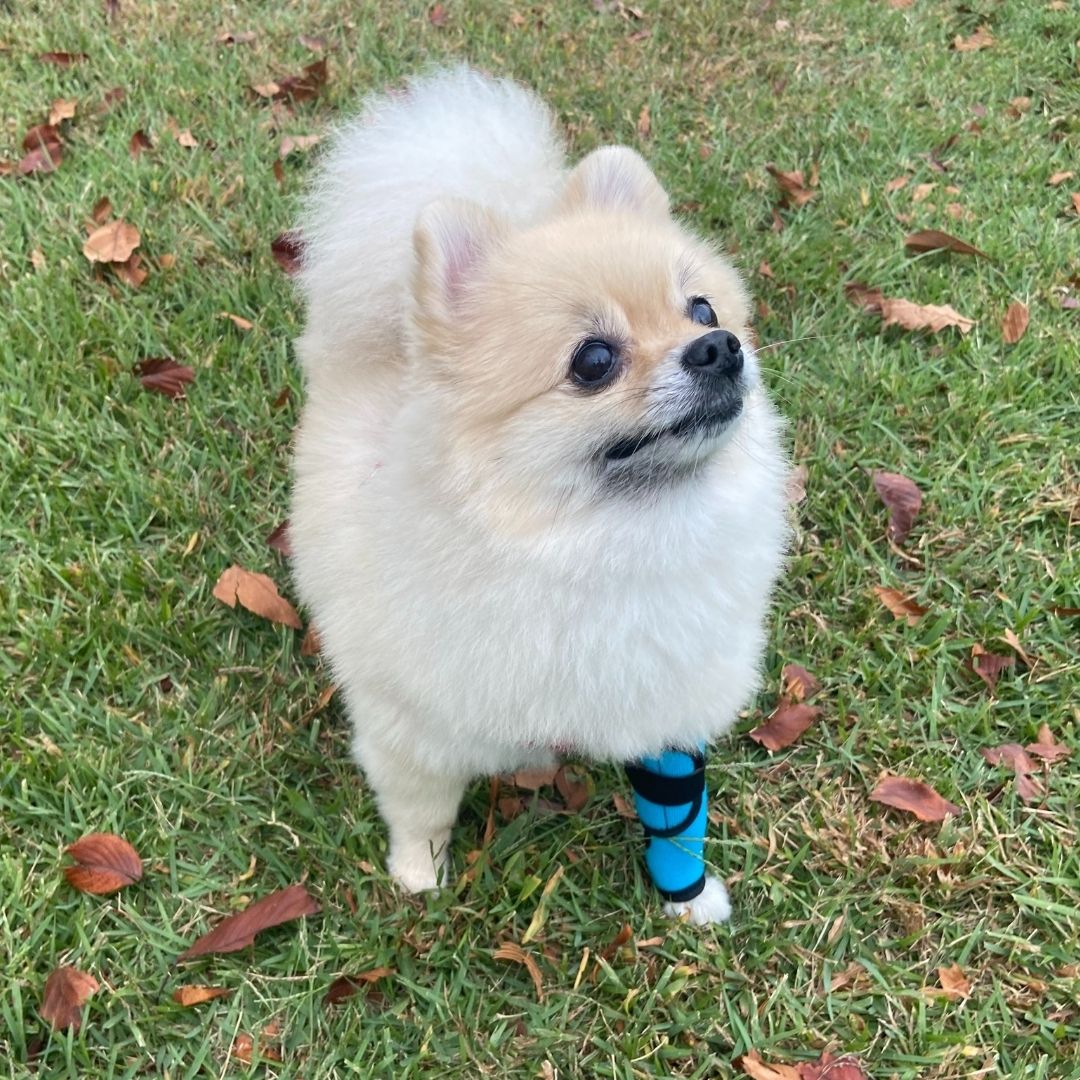 【送料無料】ホッとドッグサポーター(Ti-αロング) SSサイズ Sサイズ 両足兼用 断熱チタン素材 犬用サポーター ケガ予防