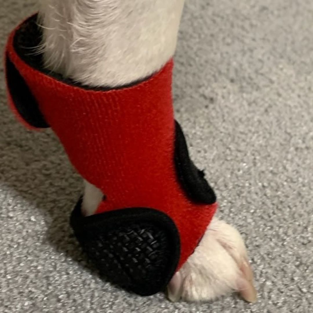 【送料無料】ホッとドッグシューズ Mサイズ 2個セット 犬用サポーター ケガ予防 足裏、足首サポート