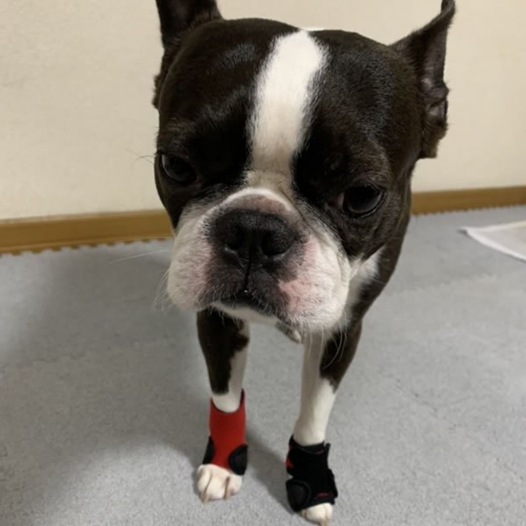 【送料無料】ホッとドッグシューズ Mサイズ 2個セット 犬用サポーター ケガ予防 足裏、足首サポート