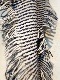 SALE GLEN GORDON/󥴡ɥGEELONGORA POLKADOT SIDE FRINGE SCARF(S)NGS2352[̵]