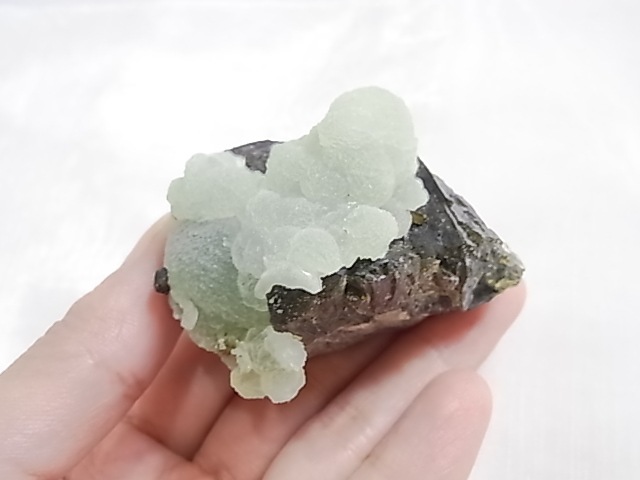 GA00154F ץʥȸСʥԥɡդ