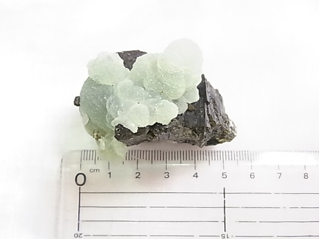 GA00154F ץʥȸСʥԥɡդ