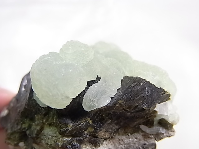 GA00154F ץʥȸСʥԥɡդ