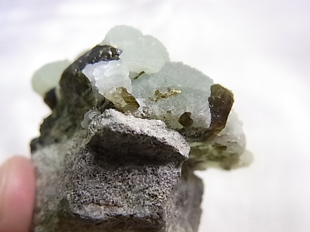 GA00154F ץʥȸСʥԥɡդ