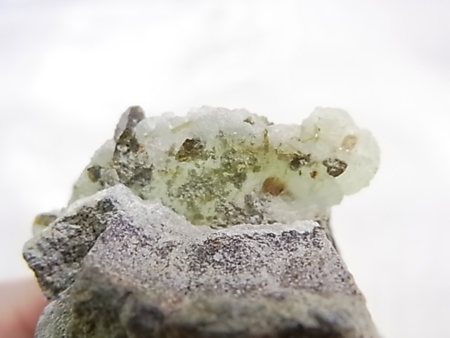 GA00154F ץʥȸСʥԥɡդ