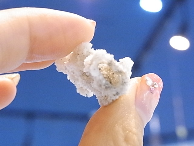 BU00206F �ե륰�饤��