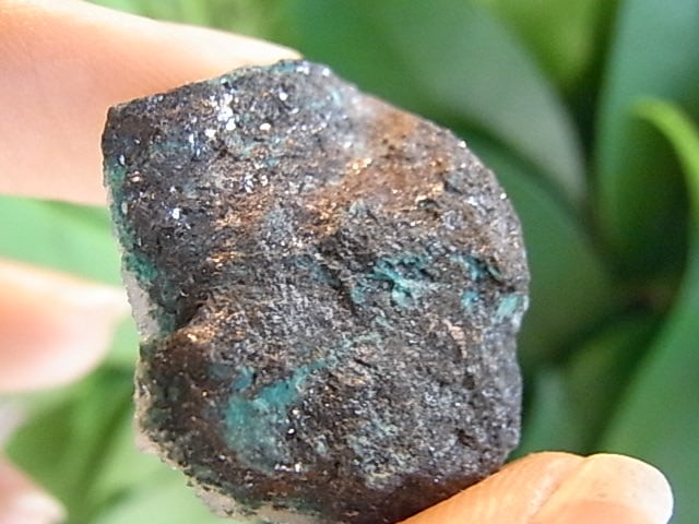 BU00341F ドゥルージークリソコラ メキシコ産 | すべての商品 | 鎌倉