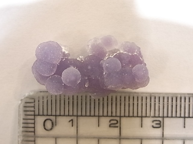 GA00060K���ѡ��ץ륫�륻�ɥˡ�������