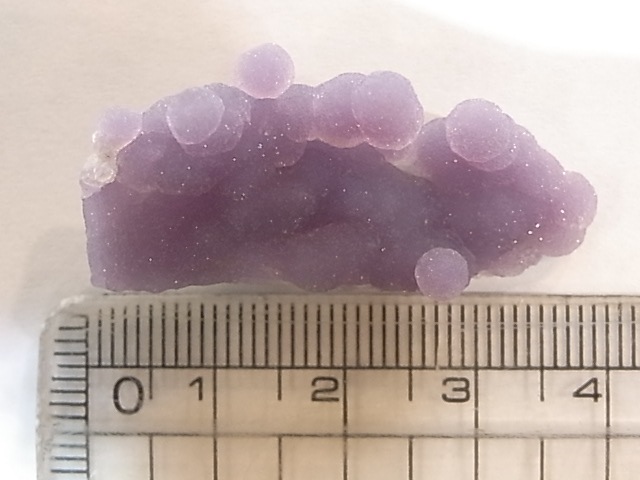 GA00061K���ѡ��ץ륫�륻�ɥˡ�������