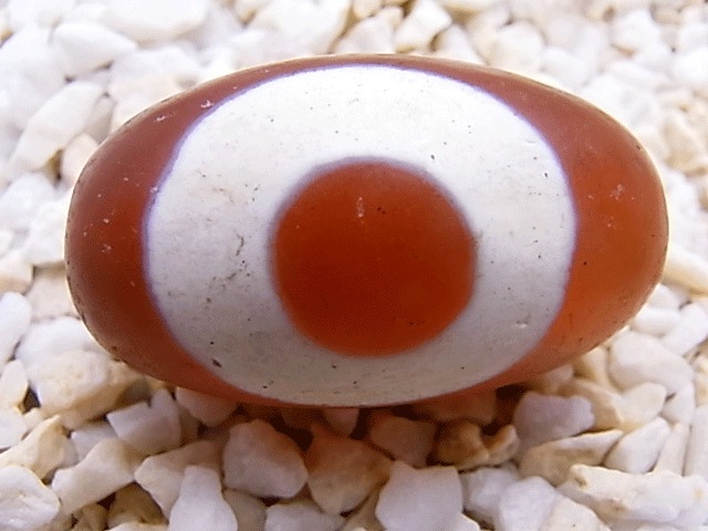 NC00035N��ñ���ֶ���