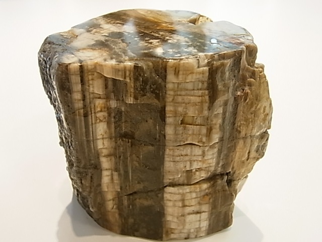 GK00015F  �ڥȥ�ե����ɥ��åɸ��С��ڴ����С�