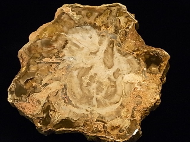 GK00085F  �ڥȥ�ե����ɥ��å� ���饤�����åȸ���(���꥾�ʻ�)���ڴ����Сۡ�