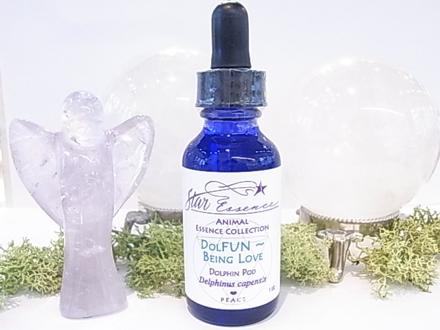 SA00012F�����ꥹ���륨�å��󥹡ʥ��������å��󥹡�Dolphin ���륫