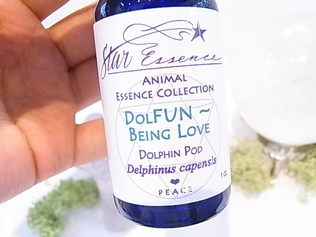 SA00012F�����ꥹ���륨�å��󥹡ʥ��������å��󥹡�Dolphin ���륫