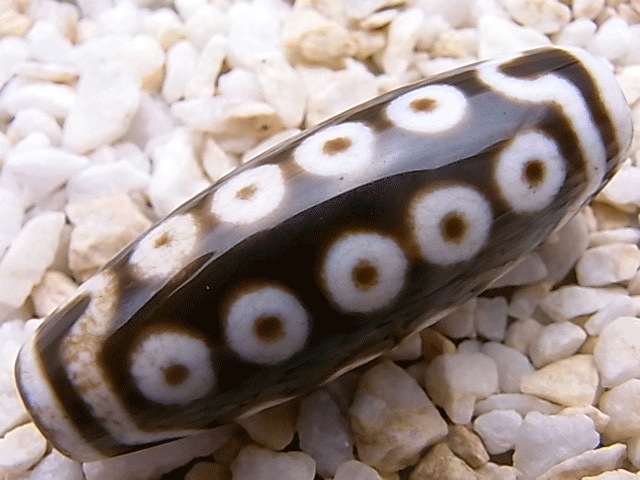 NC00032N���󽽼���ŷ��