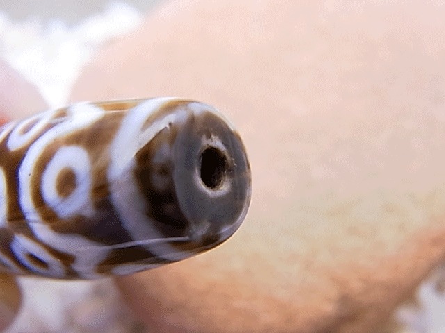 NC00033N������ϻ��ŷ��