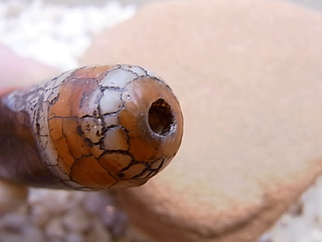 NC00046N��ǡ�ճ�ŷ��