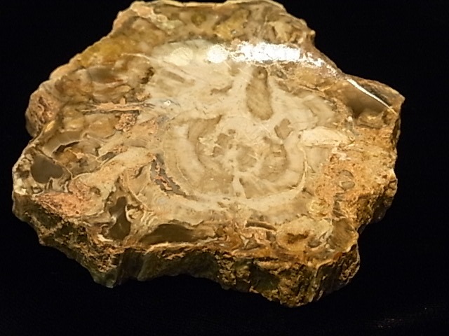 GK00085F  �ڥȥ�ե����ɥ��å� ���饤�����åȸ���(���꥾�ʻ�)���ڴ����Сۡ�