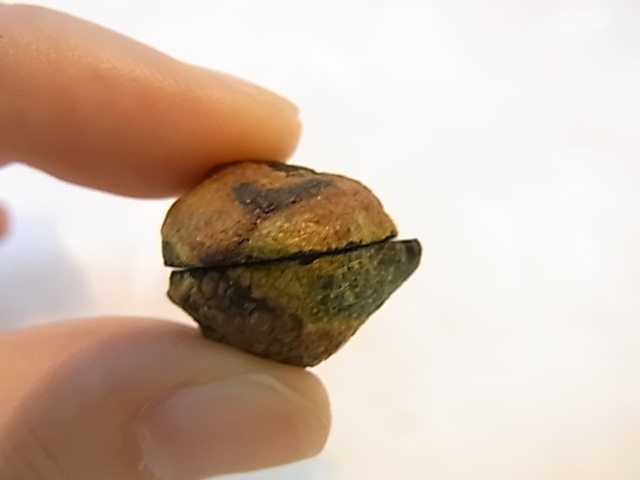 GGI0012F �ȥ쥸�㡼 �������� �ڥ� ���ɥ饴�󥢥����ȡ����ﾽƶ