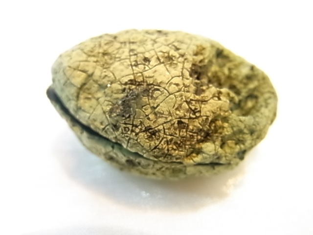 GGI0013F ȥ쥸㡼  ڥ ɥ饴󥢥ȡﾽƶ