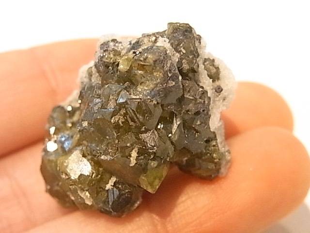 ��K00273F ���ե���饤�ȡ����С��ڴ����С�(�֥륬�ꥢ��)