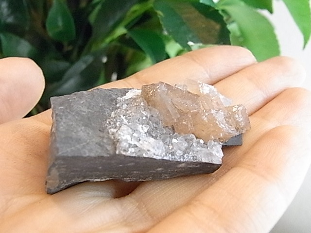 BU00224 �ݥ�����С��륿���ȡ�����