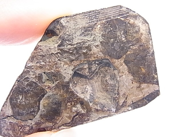 GA00116F���ѥ饵���ȡʥ�ƥ��饤�ȡ� ���С������饤�ʻ�