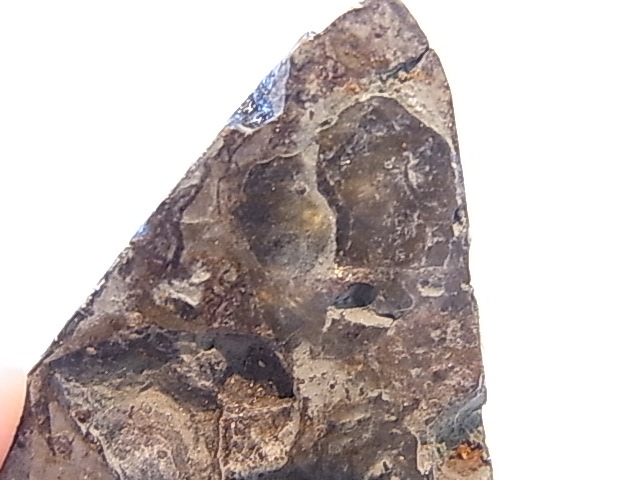 GA00116F���ѥ饵���ȡʥ�ƥ��饤�ȡ� ���С������饤�ʻ�