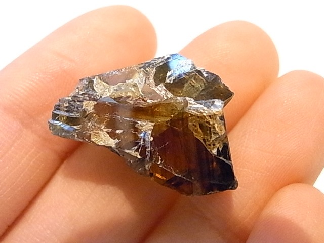 K00269F ե饤ȡСڴС(֥륬ꥢ)